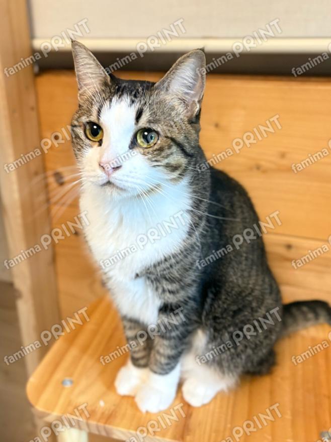 ひのき猫　オリジナルブロマイド・シール　おすましオデコ