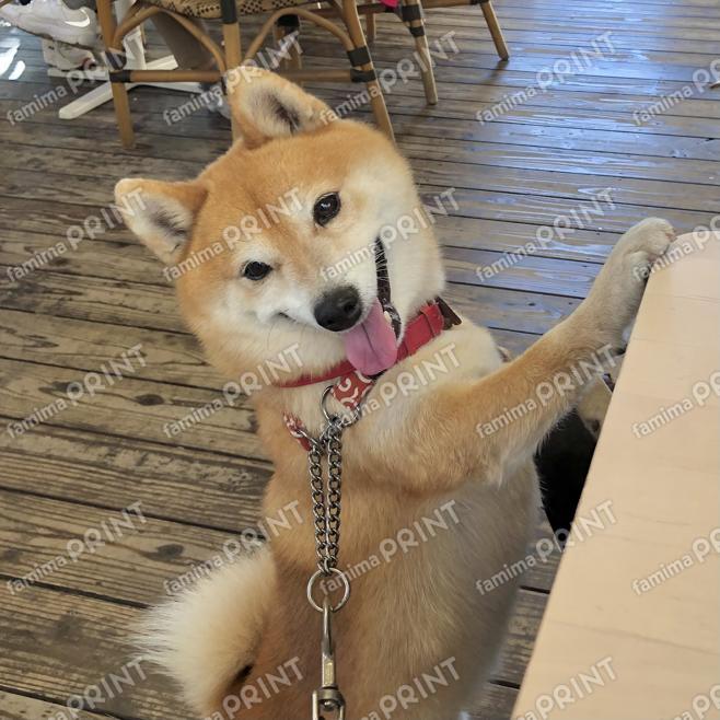 豆柴ぺーすけ07