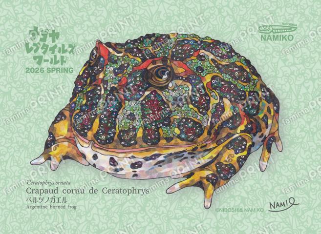 ナゴレプ2026春_ベルツノガエル