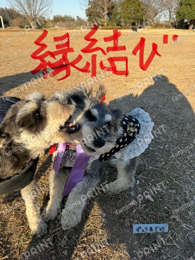 開運わんこワイルドなシュナウザーギュリandぎゅり19縁結び