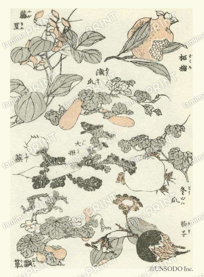 北斎漫画　植物