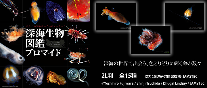 深海生物図鑑ブロマイド