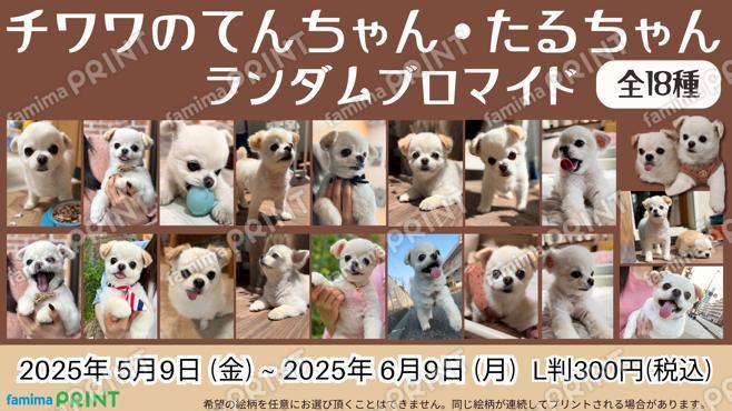 てんちゃんたるちゃんランダムブロマイド