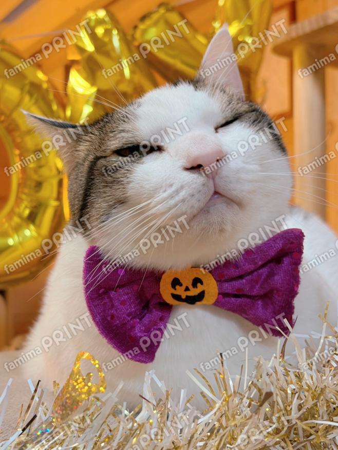 ひのき猫　オリジナルブロマイド・シール　江戸川豆大福