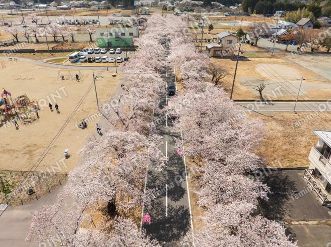 夜の森の桜のトンネル　～空～②