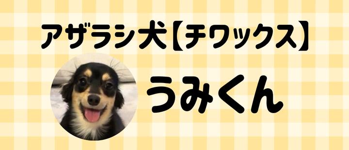アザラシ犬【チワックス】うみくん