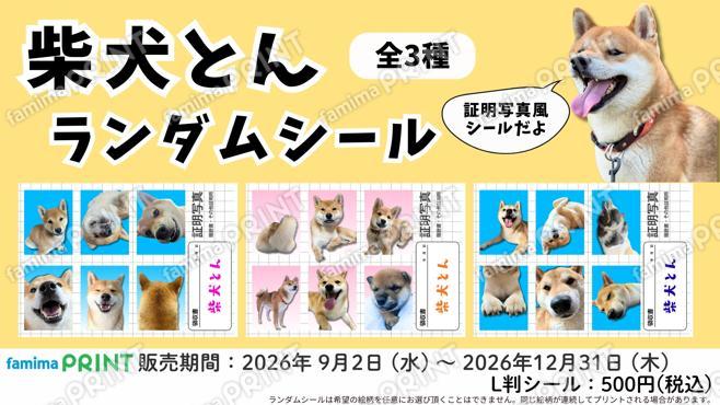 柴犬とん　証明写真風ランダムシール