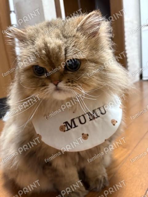 もふもふペルシャの夢々15