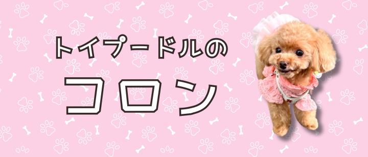 トイプードルのコロン