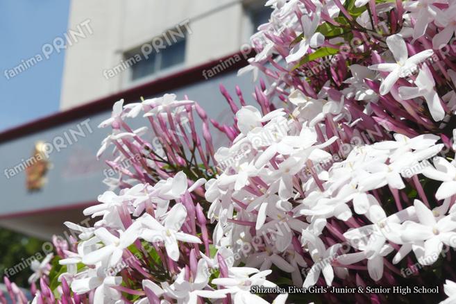 ジャスミン香る玄関