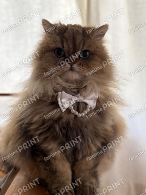 もふもふペルシャの夢々14