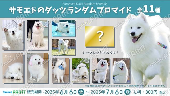 サモエドのダッツランダムブロマイド
